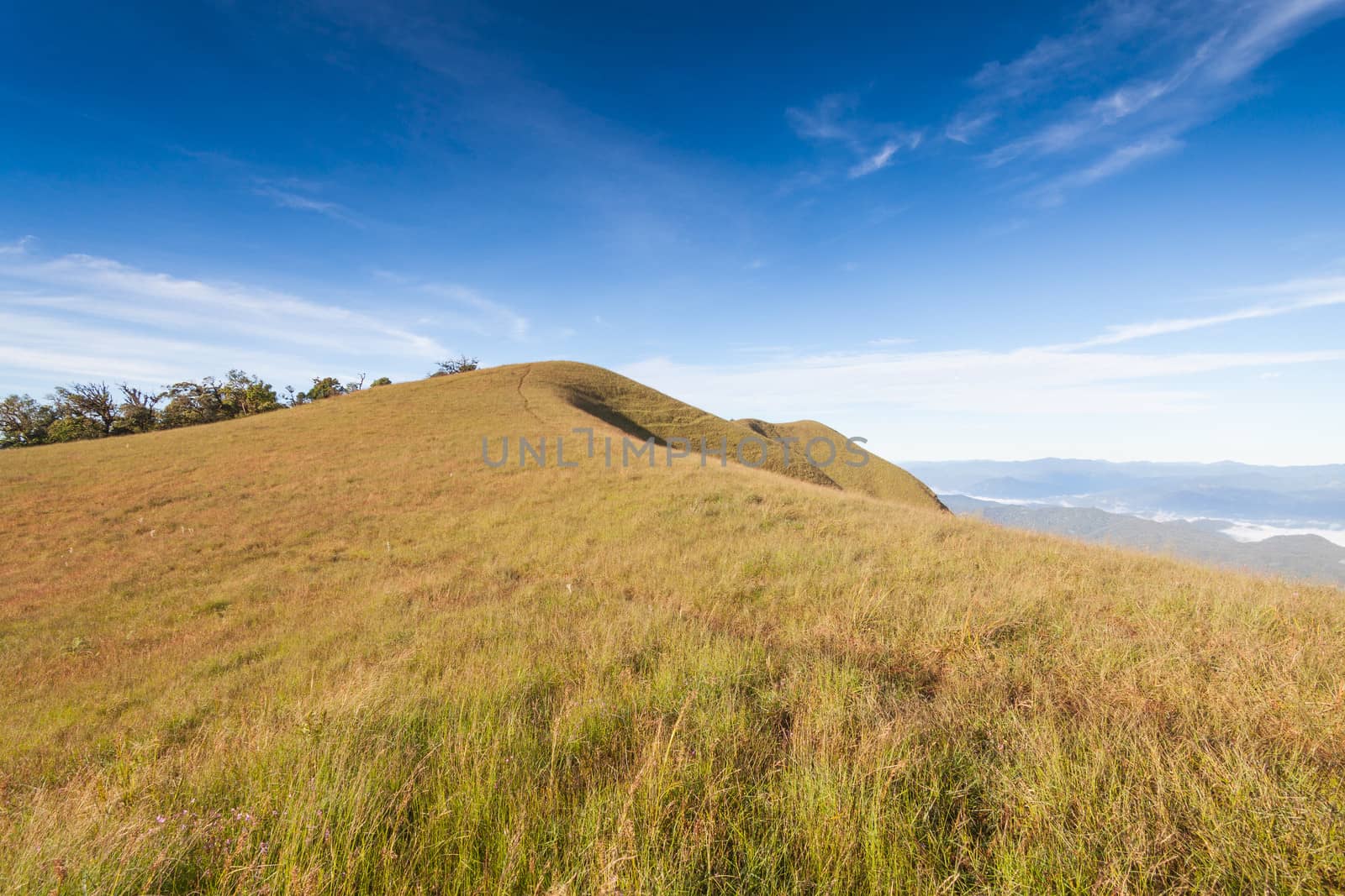 Grass field under blue cloudy sky