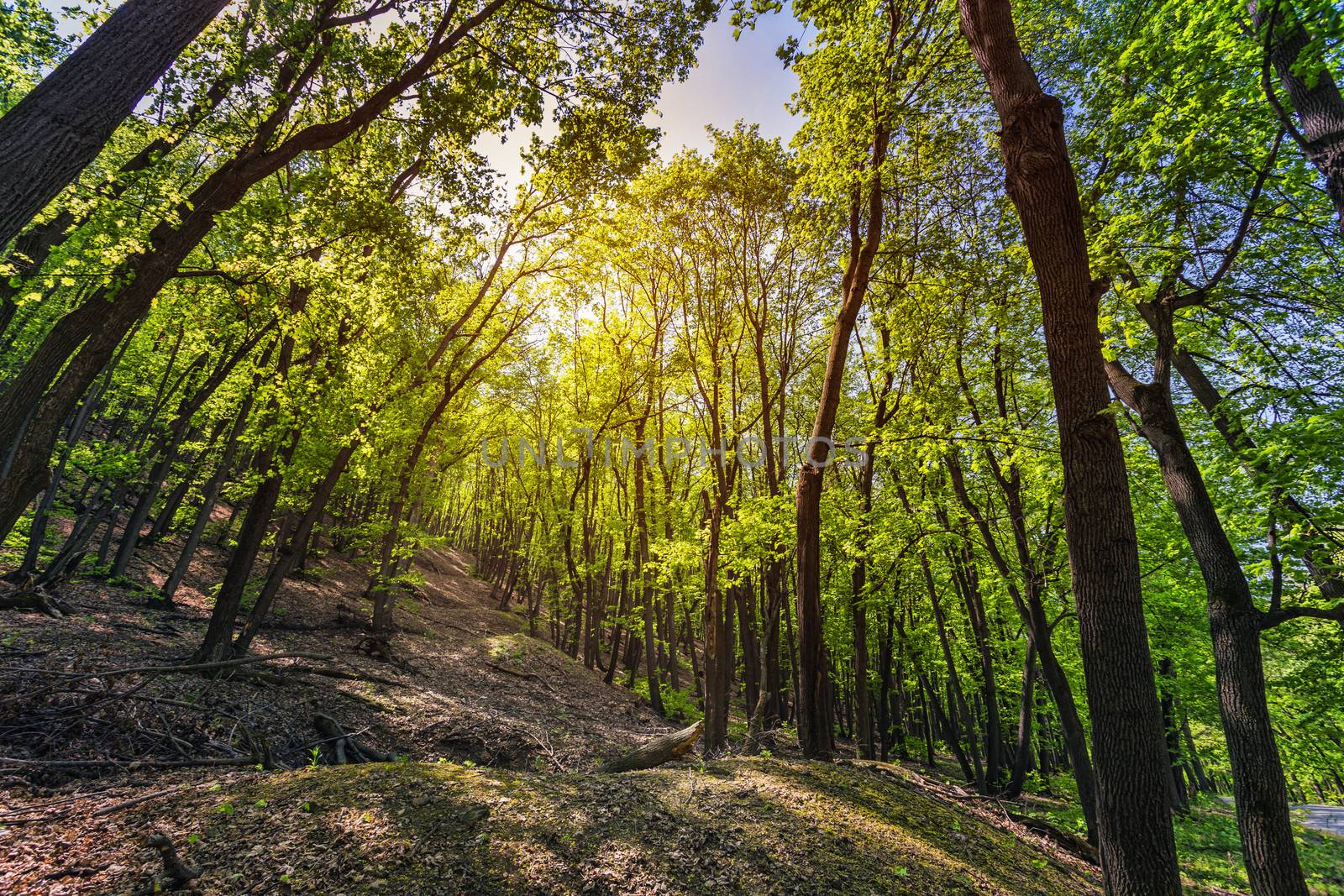 Green forest in the spring by oleg_zhukov