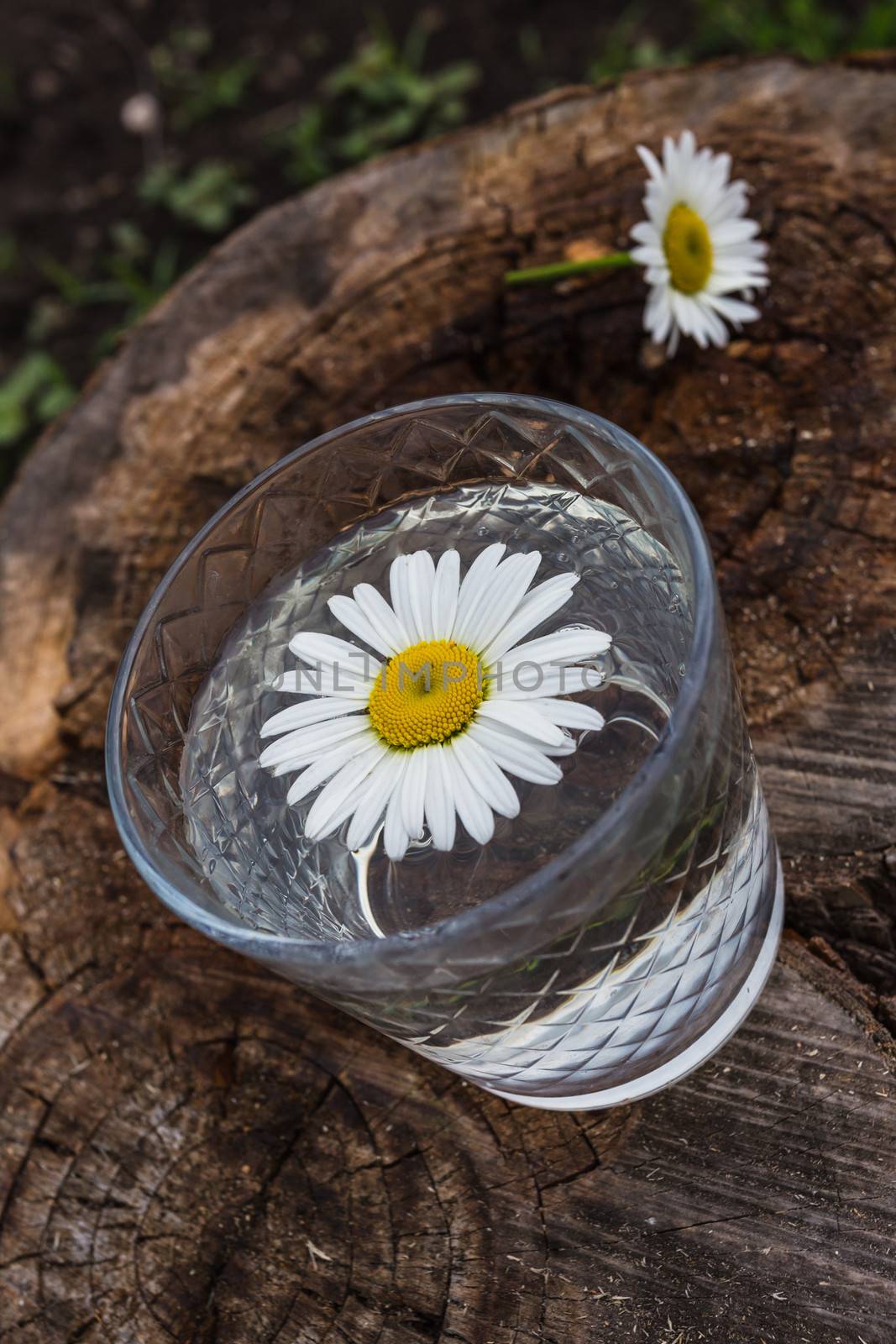 chamomile chrysanthemums floating on the water in a bowl