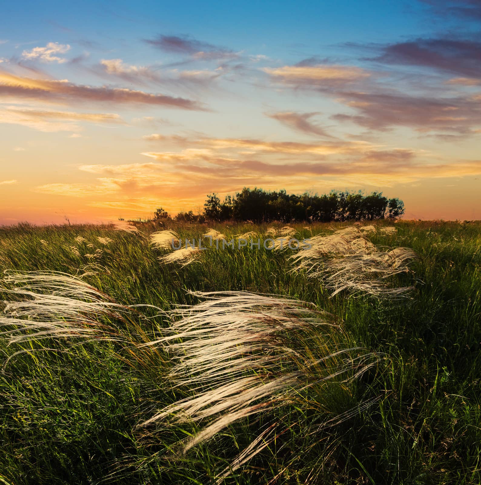 Feather grass at sunset in the field by oleg_zhukov