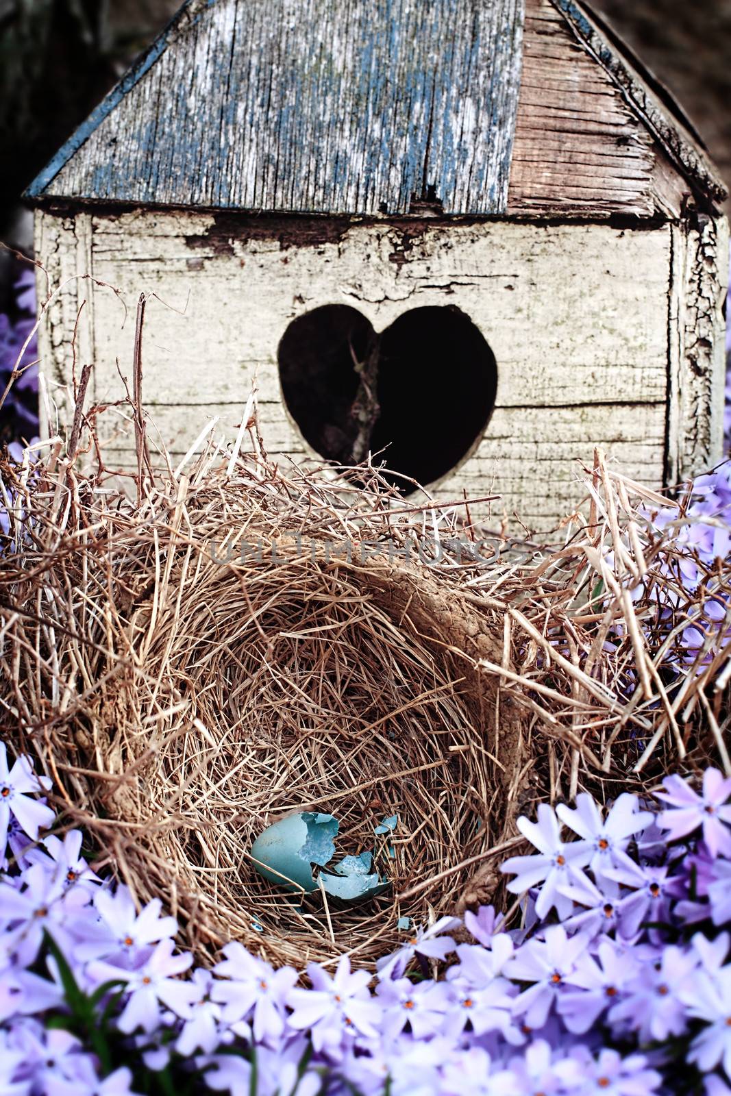 Broken blue egg lying in a nest in front of an old rustic bird house.
