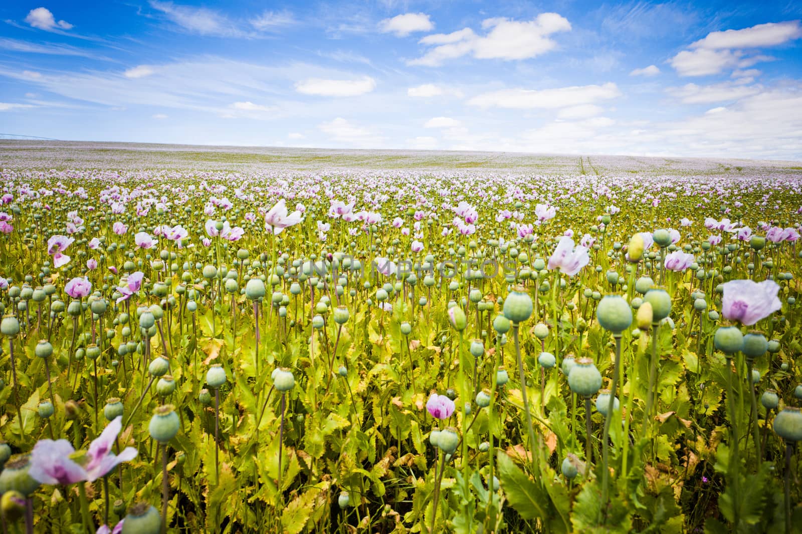 Photograph of field of beautiful flowers in Tasmania, Australia.
