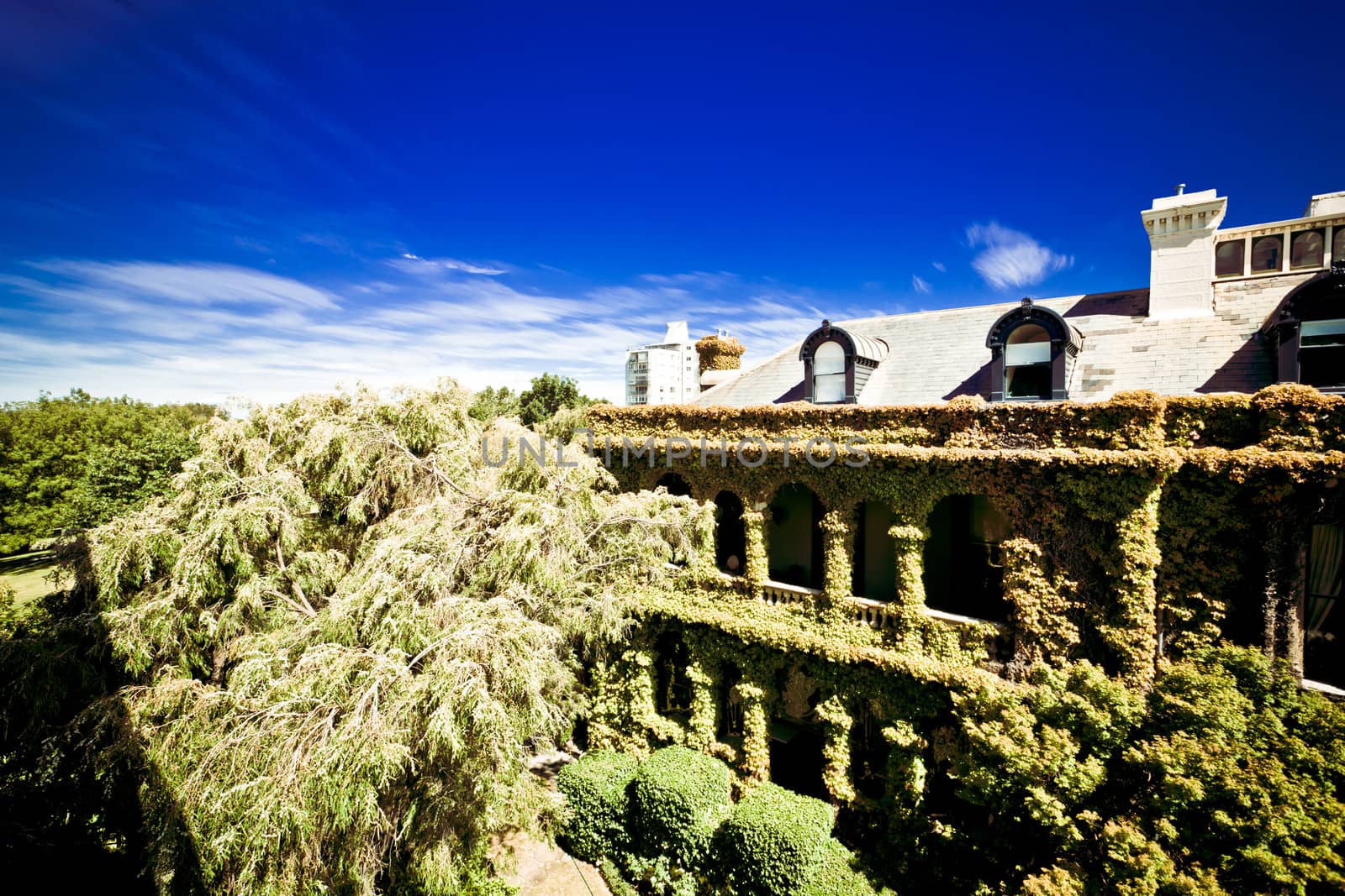 Photo of a huge beautiful house covered in flowers vines in Tasmania, Australia.