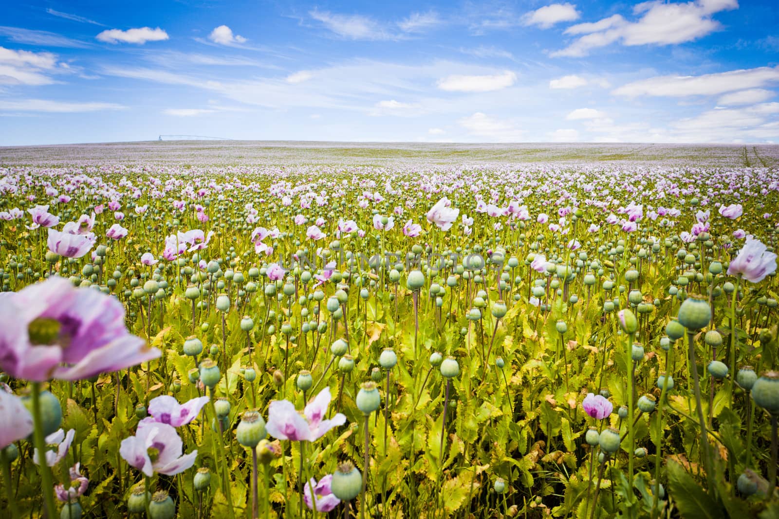 Beautiful field of flowers in Tasmania by jrstock
