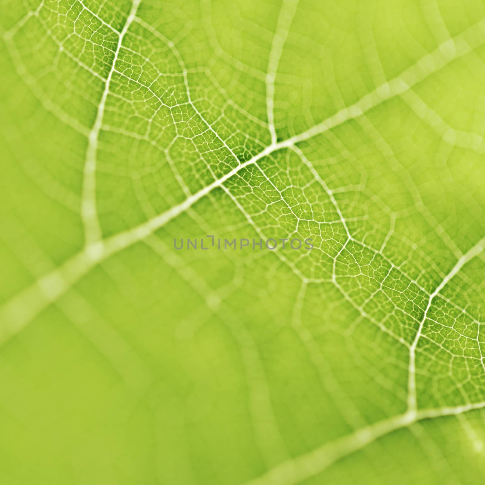 Green leaf texture by Yellowj