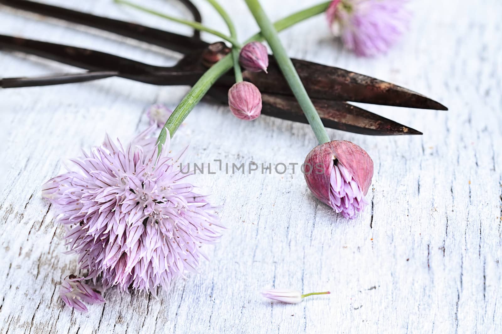 Freshly cut organic chives lying on a wooden background with antique scissors. 