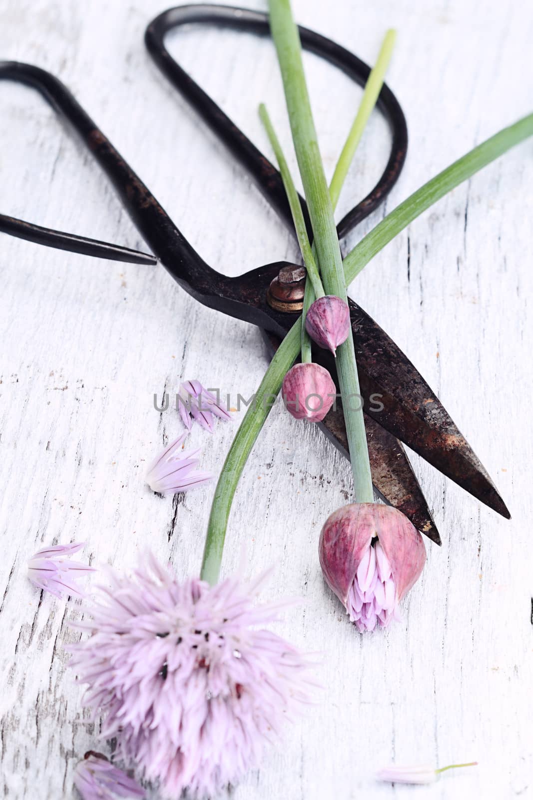 Freshly cut organic chives lying over antique scissors on a wooden background. Extreme shallow depth of field with selective focus on bulbs and blur on lower portion of image. 