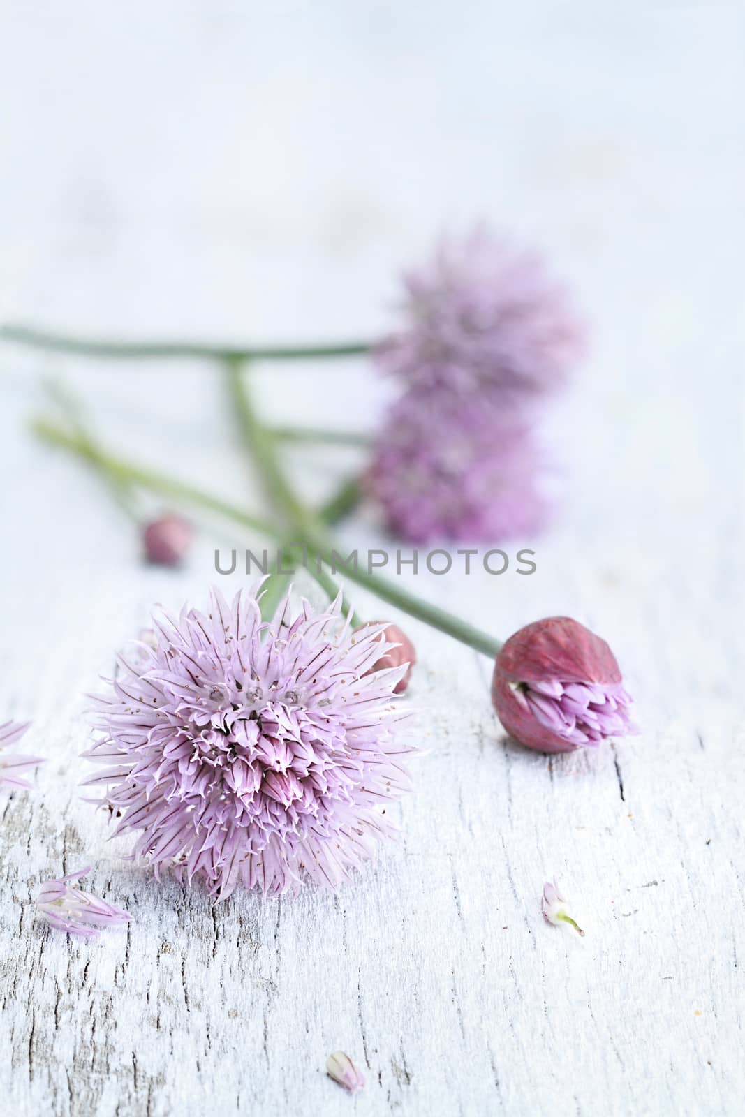 Freshly cut organic chives lying on a wooden background. 