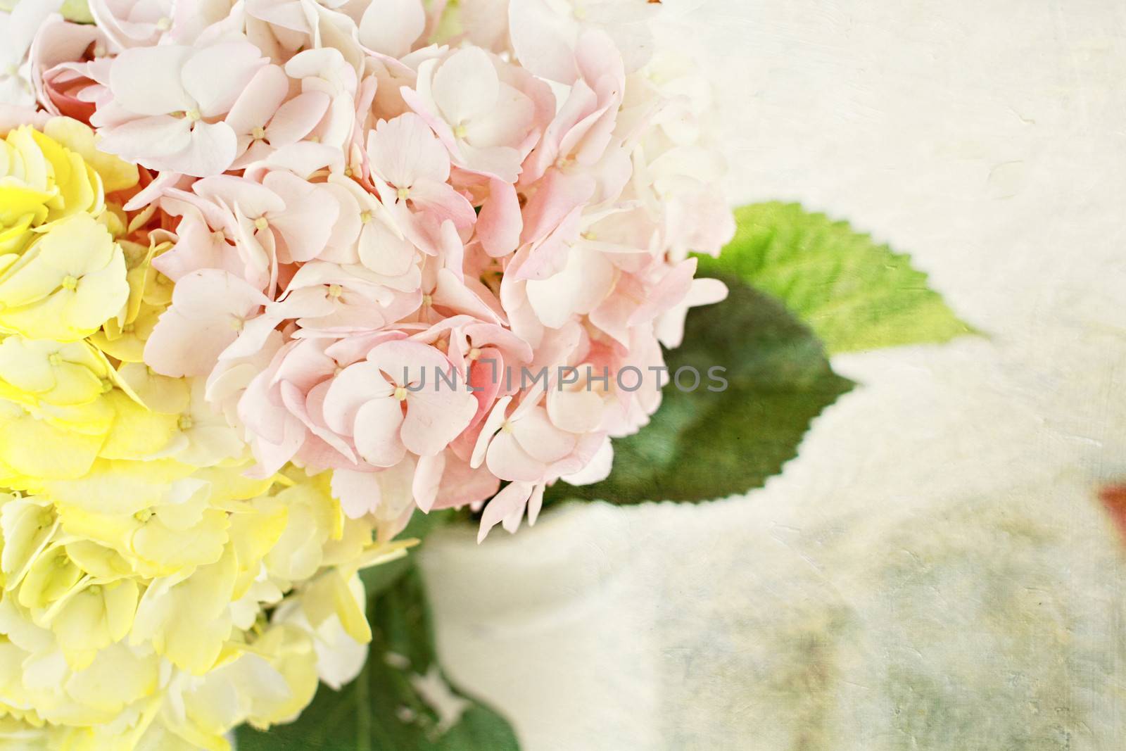 Pastel colored Hydrangeas in a vase with copy space. 