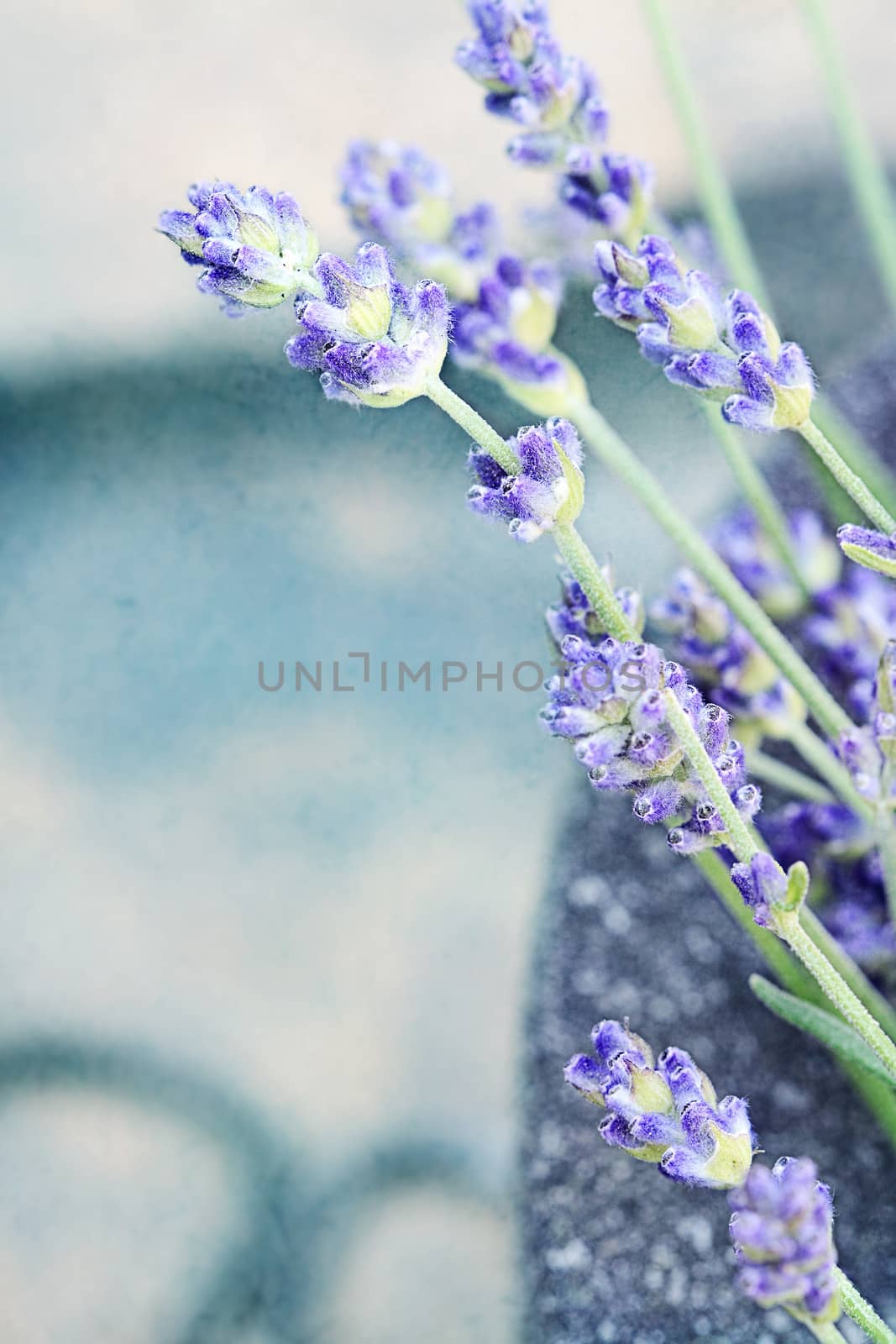 Close up of lavender flowers in a mortar. Extreme shallow depth of field. 
