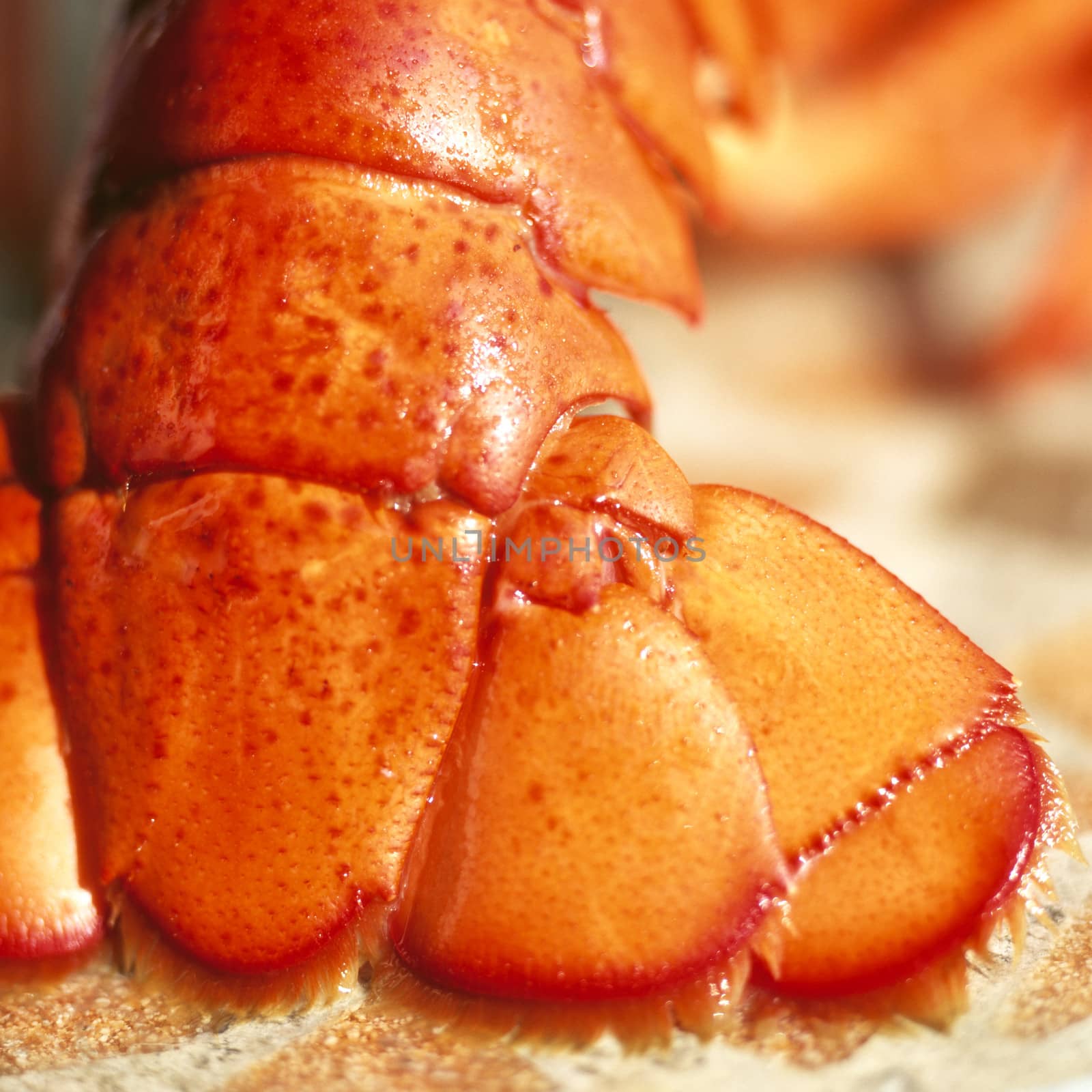 Fresh Lobster Tail by Whiteboxmedia