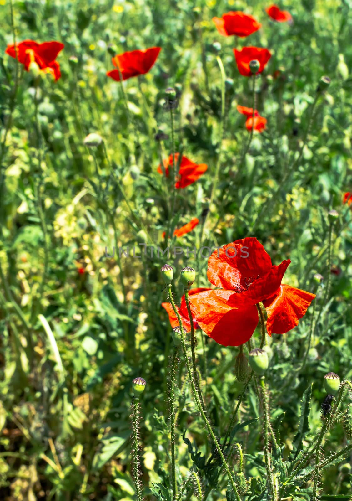 Few poppies on green meadow in nature