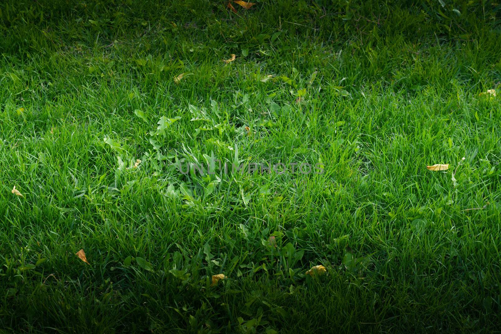 green grass by schankz