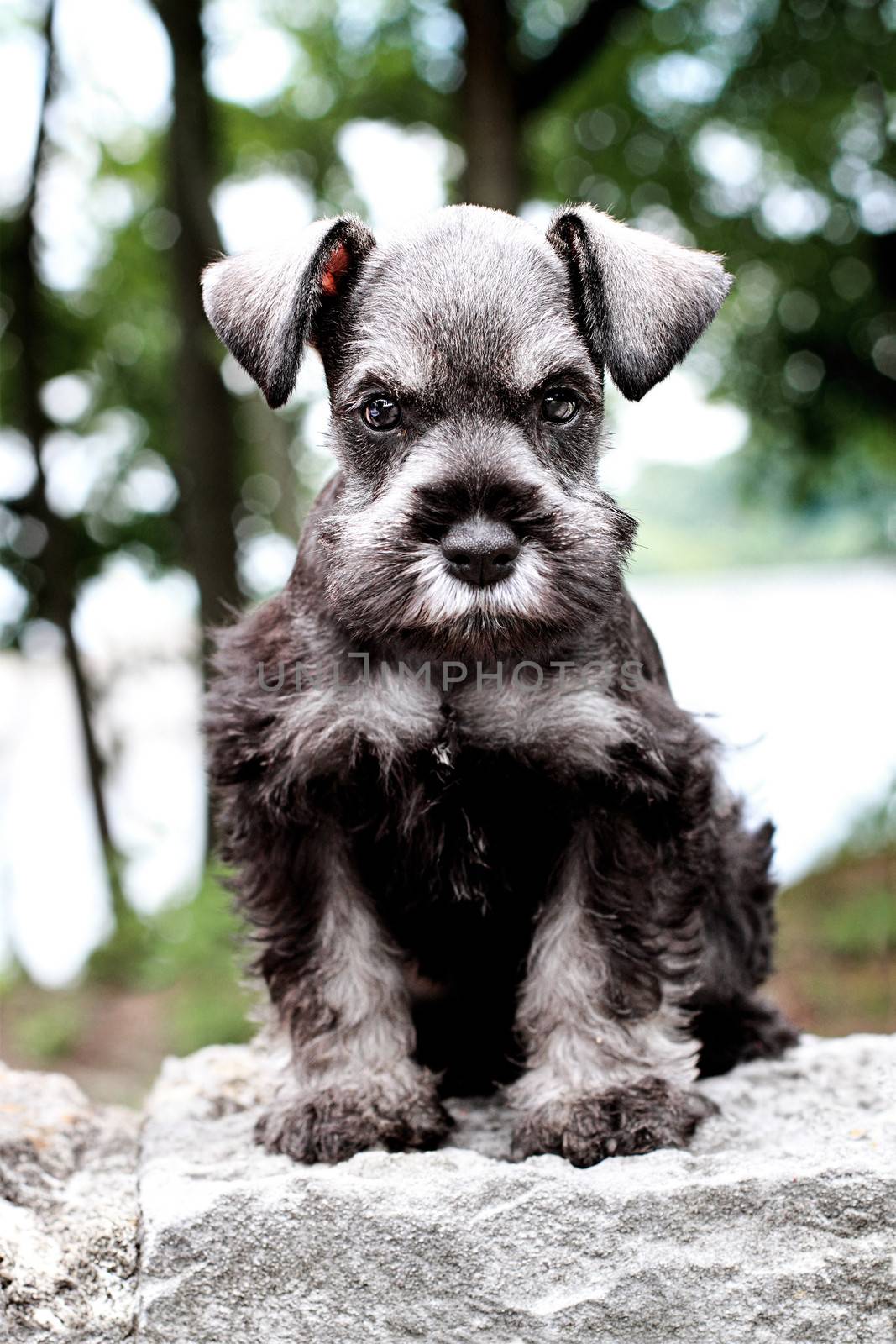 Six week old salt and pepper Mini Schnauzer sitting outside. Extreme shallow depth of field with selective focus on puppies face.