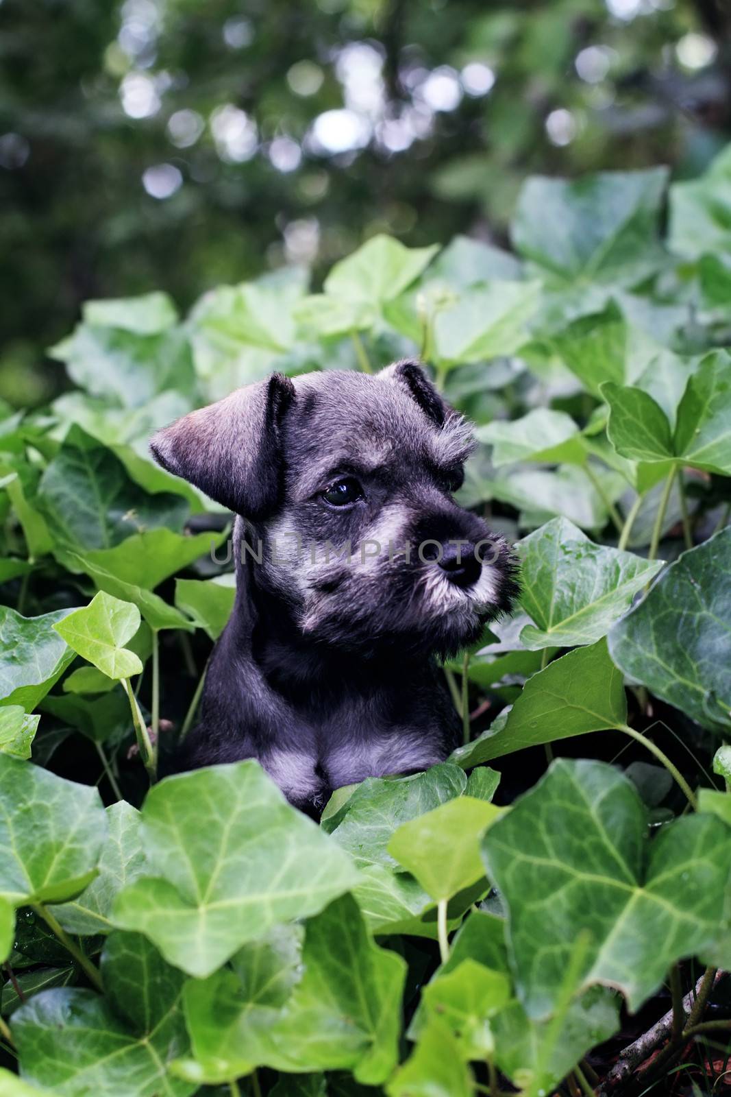 Six week old salt and pepper Mini Schnauzer playting in a bed of ivy. Extreme shallow depth of field with selective focus on puppies face.