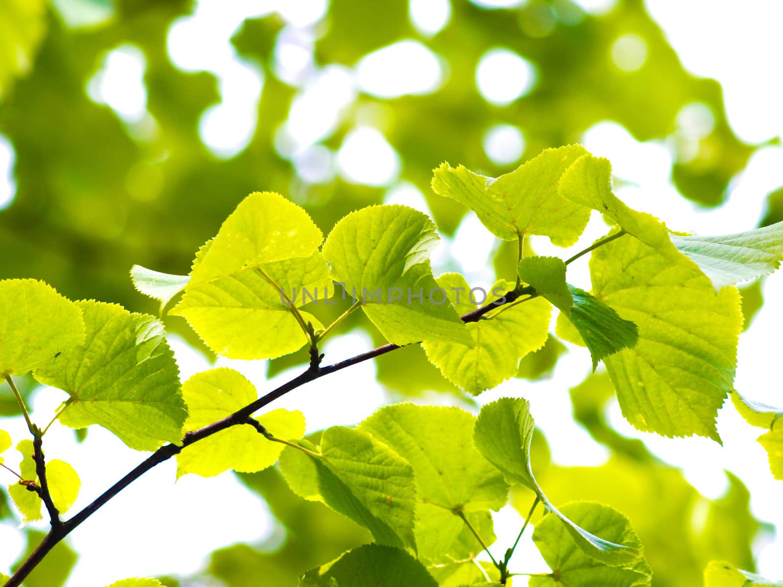 Fresh green leaves of European aspen towards bright sky