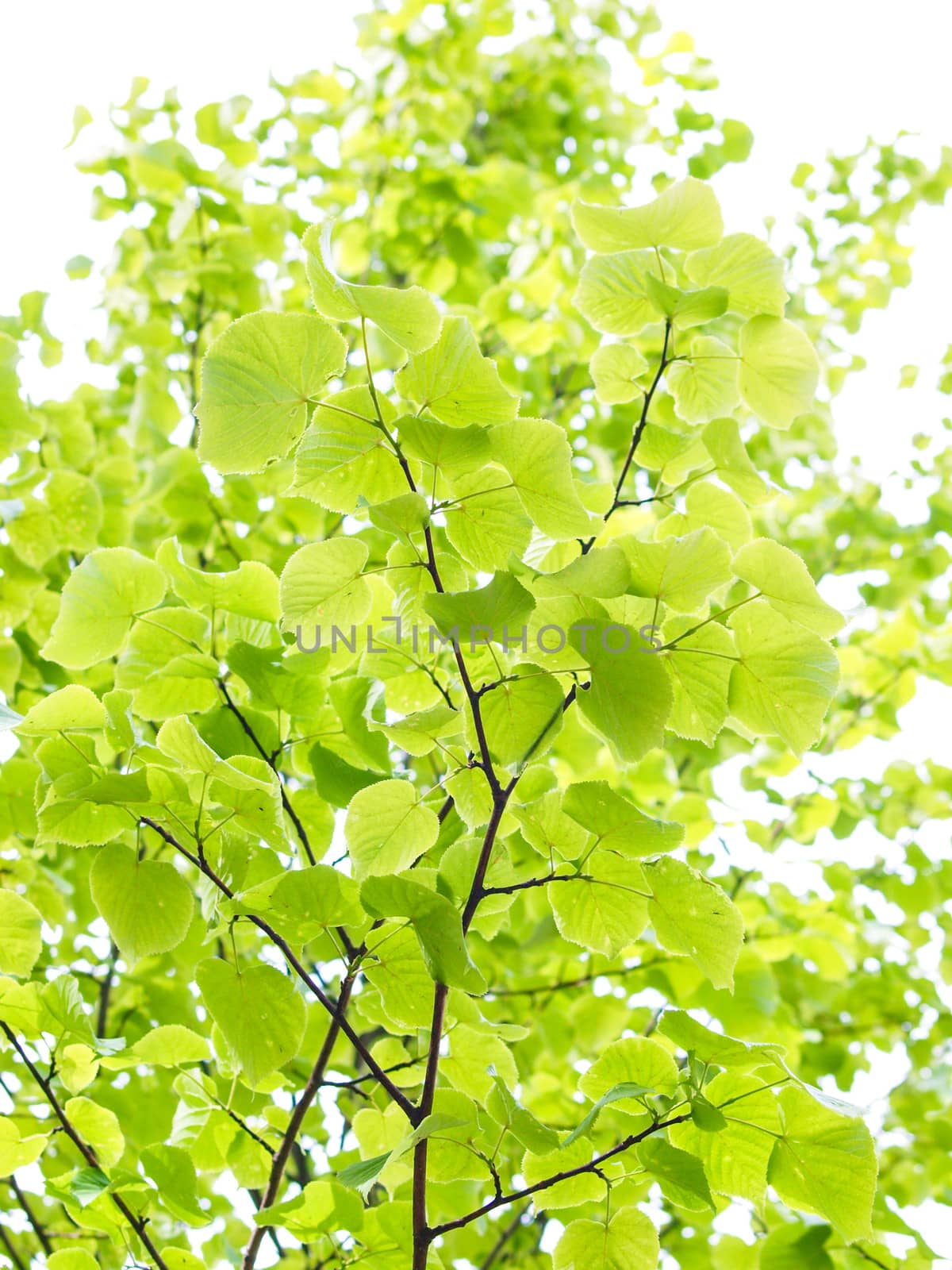 European aspen tree by Arvebettum