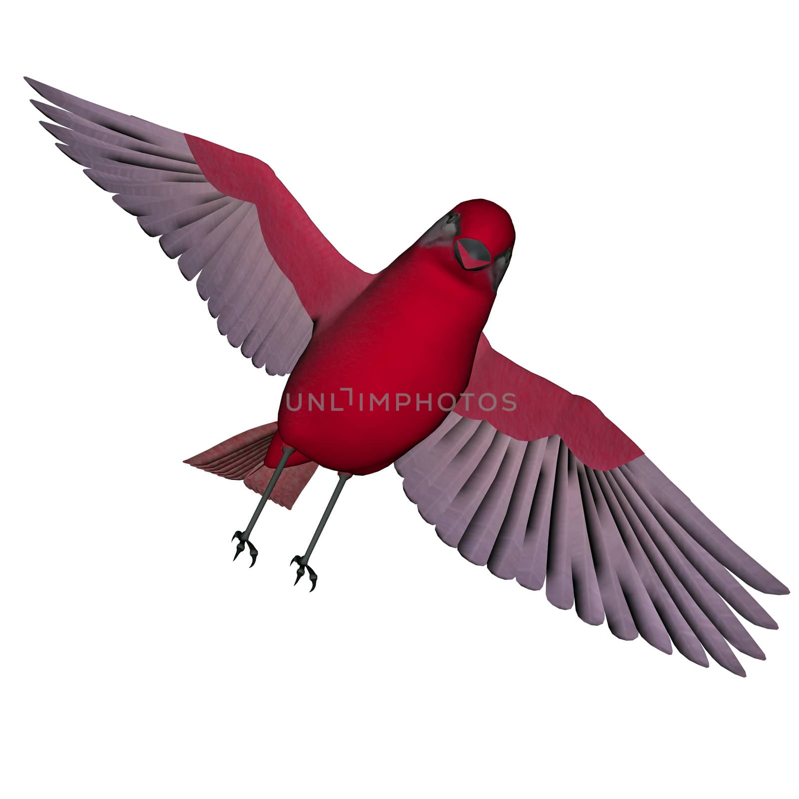 Beautiful red birdsong flying wings wide open in white background