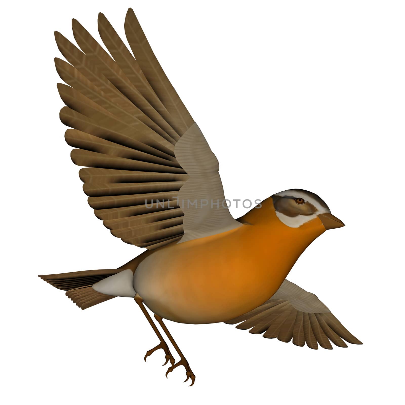 Beautiful orange birdsong flying wings wide open in white background