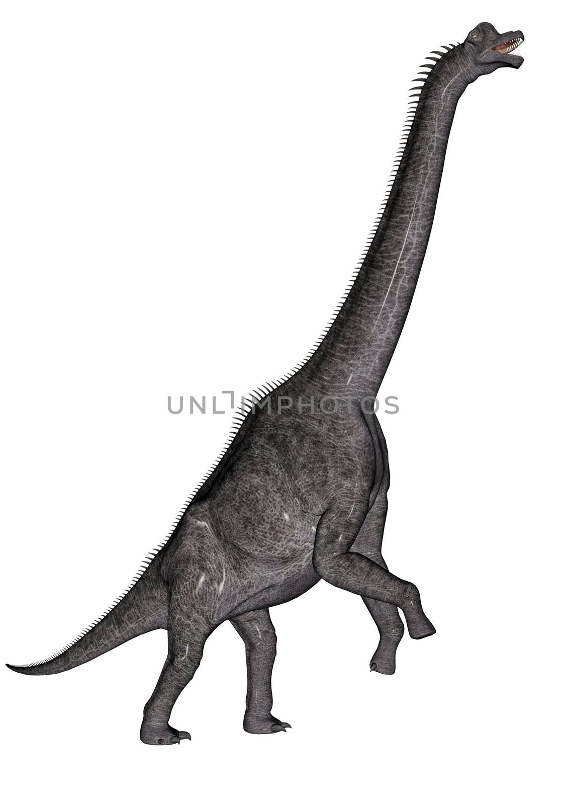 Brachiosaurus dinosaur walking head up in white background