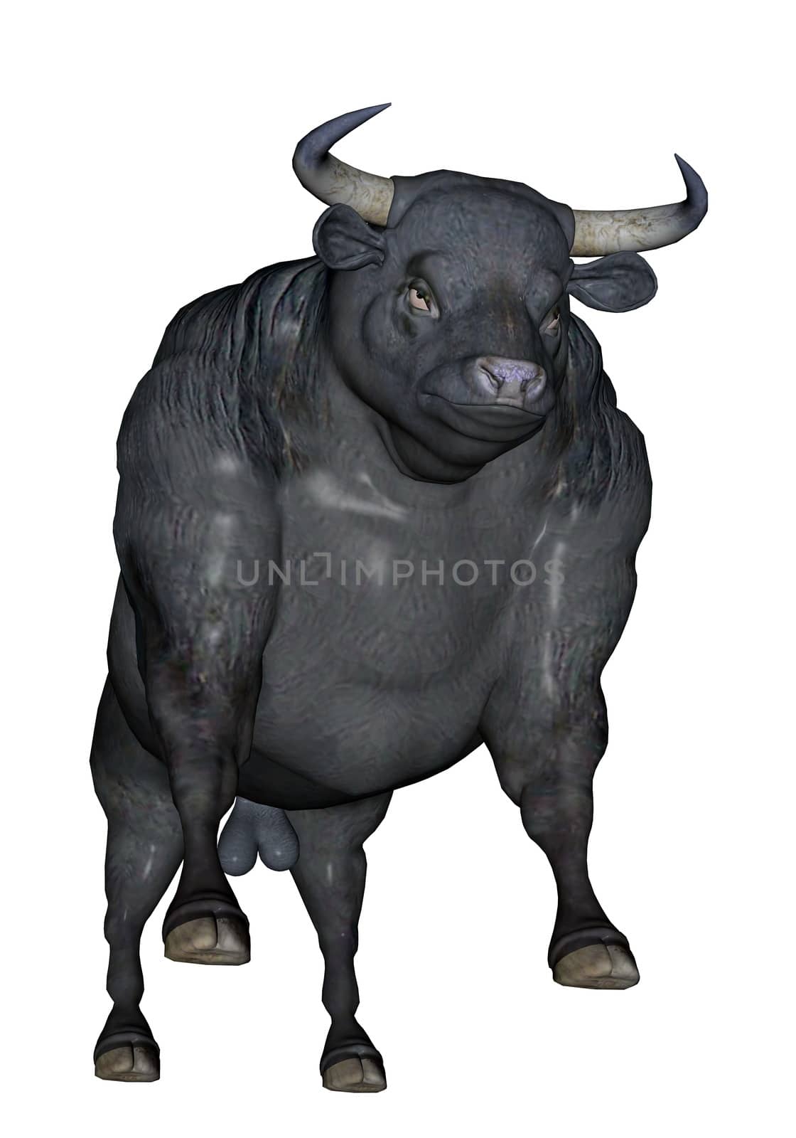 Big black agressive bull standing in front of you ready to charge in white background