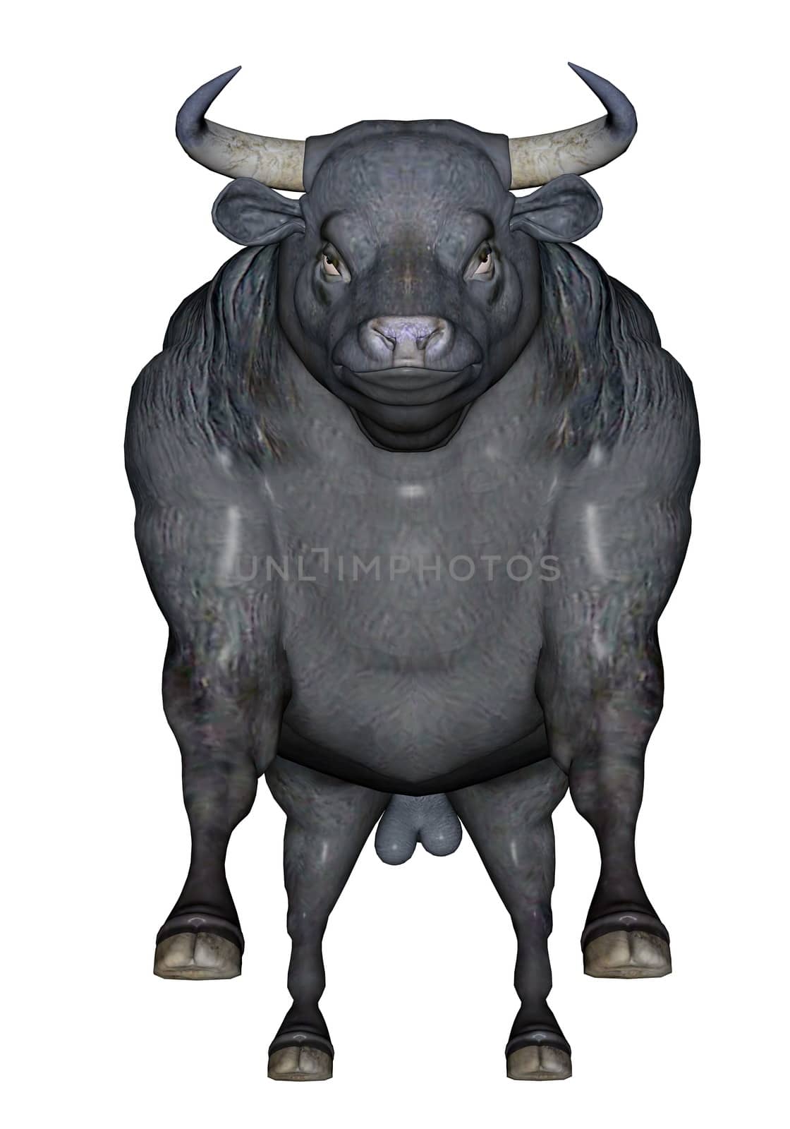 Big black agressive bull standing in front of you ready to charge in white background