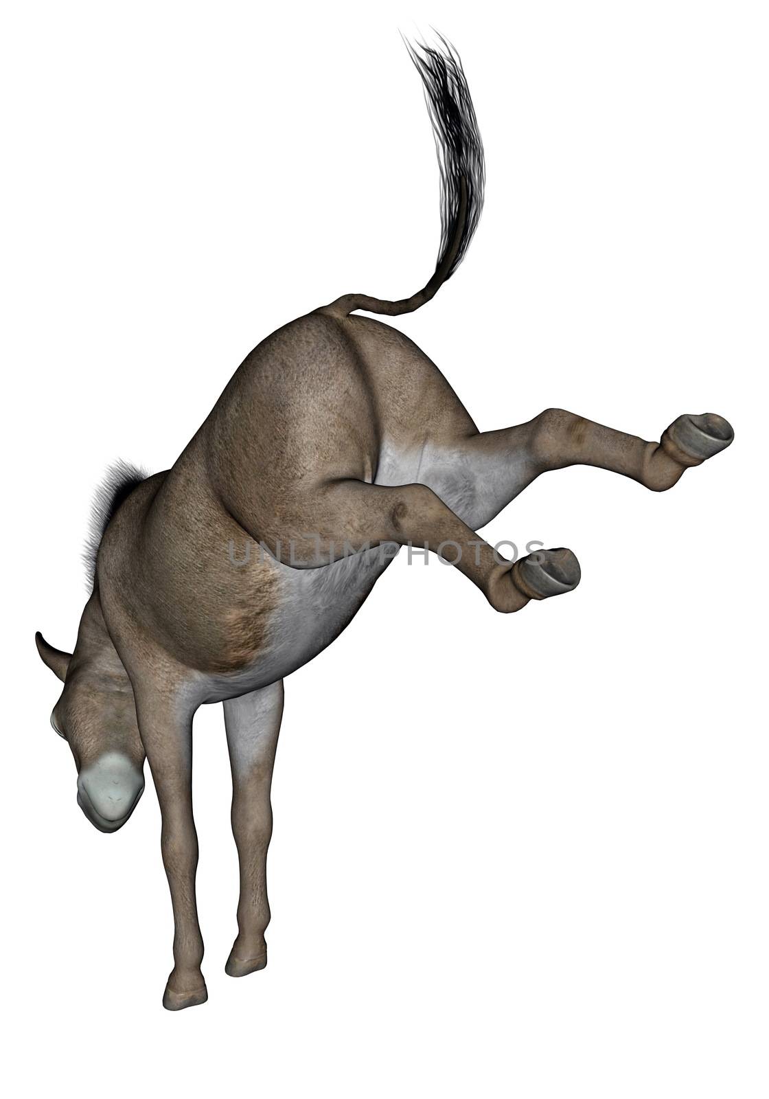 Common donkey rearing back feet in white background