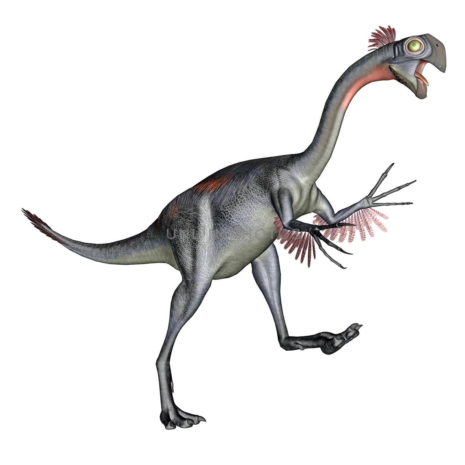Gigantoraptor dinosaur walking quietly in white background