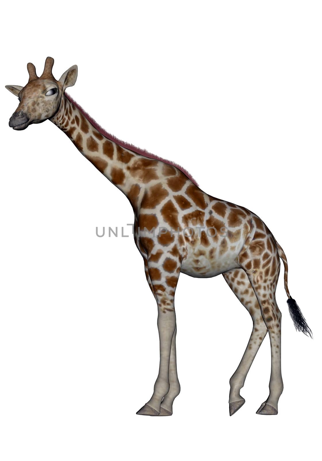 Giraffe standing quietly looking at you in white background