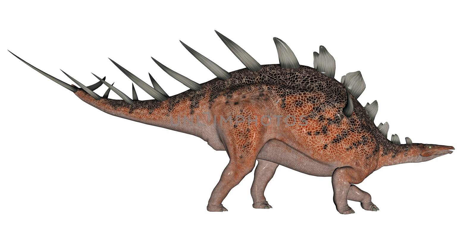Kentrosaurus dinosaur with lots of spike on the back in white background