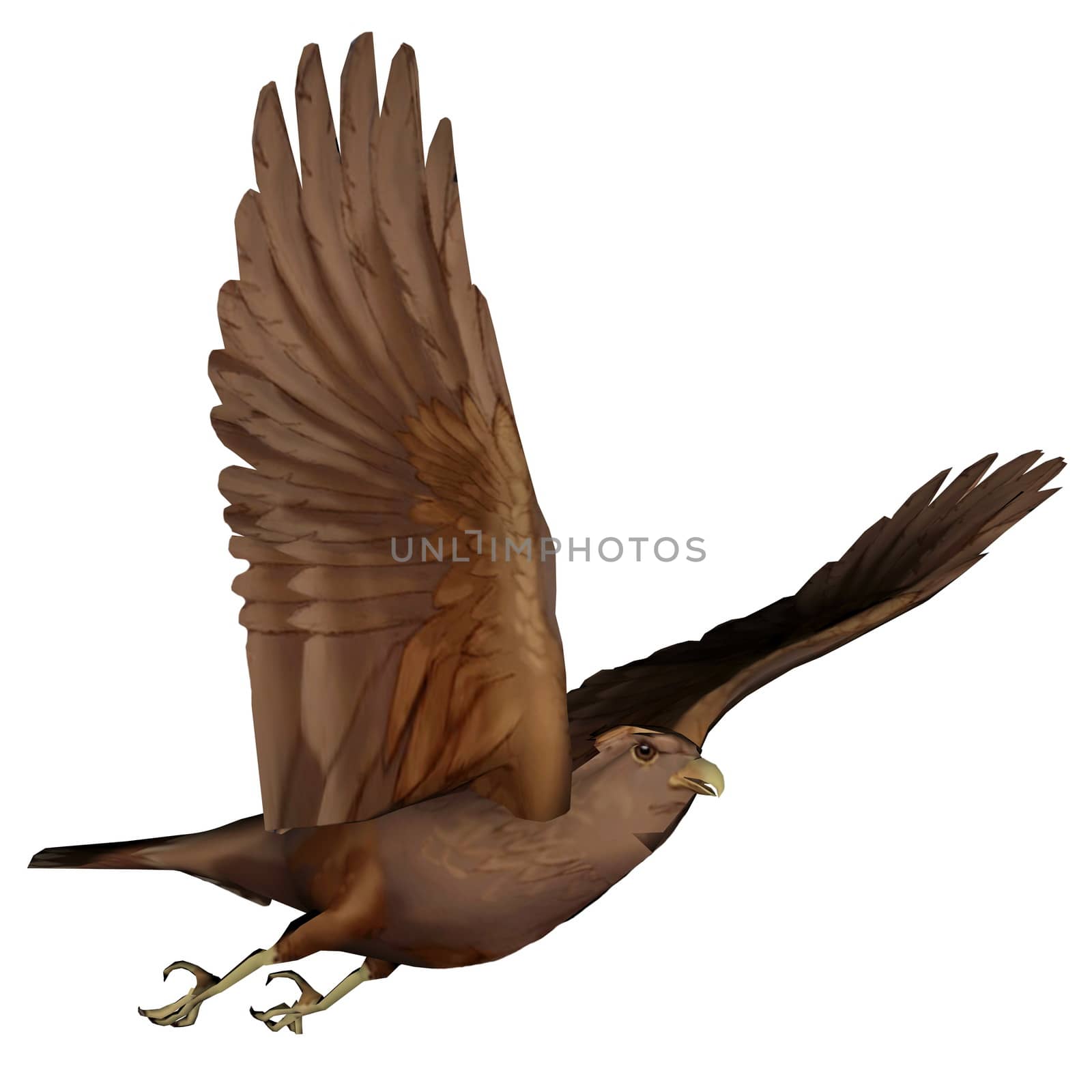 Hawk flying by Elenaphotos21