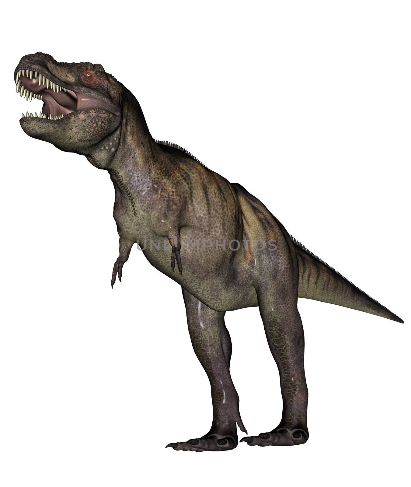 Aggressive tyrannosaurus rex with open mouth in white background