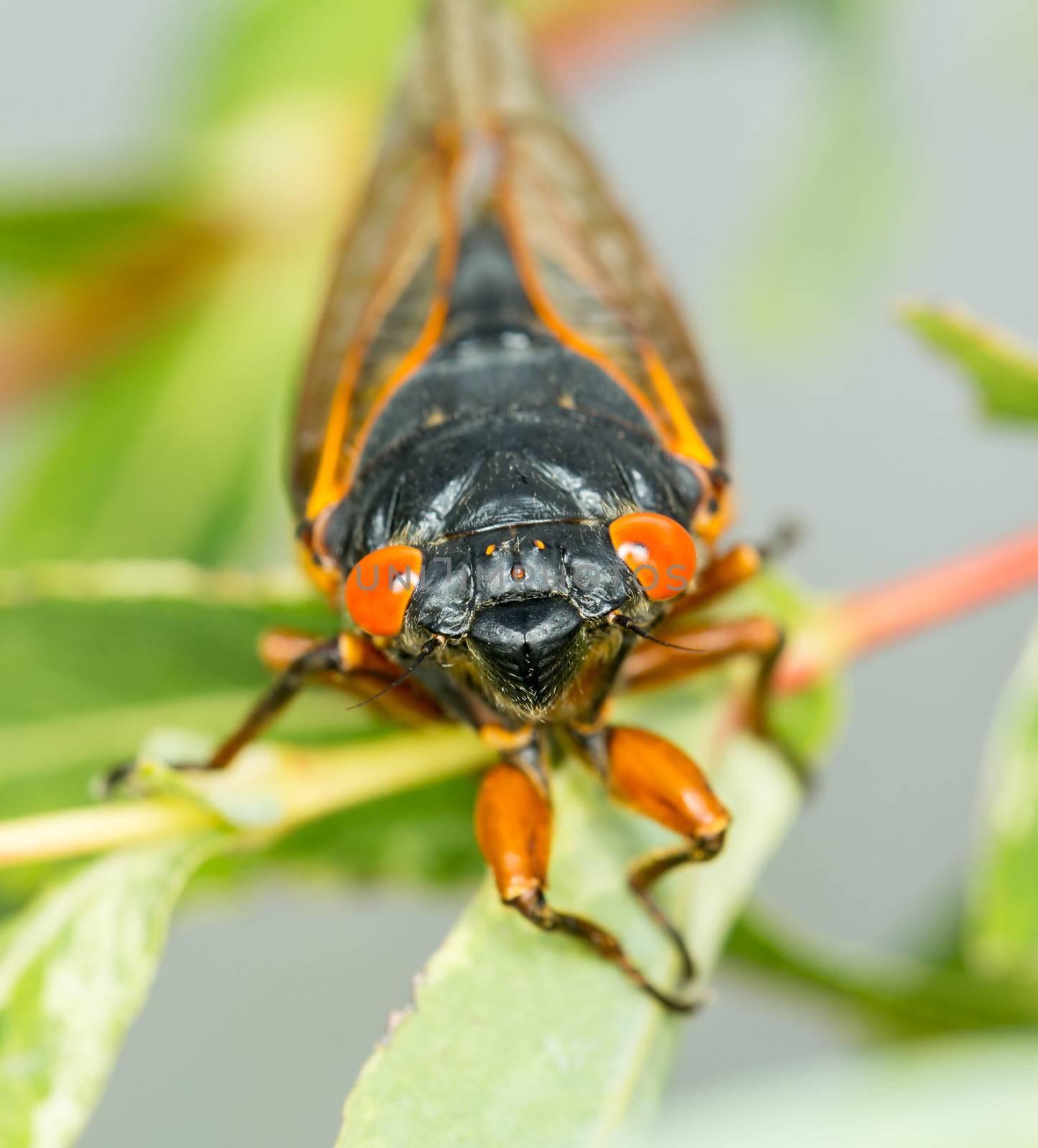 Cicada from Brood II in 2013 in Virginia. Detailed macro image of the cicadas in the branches of small tree