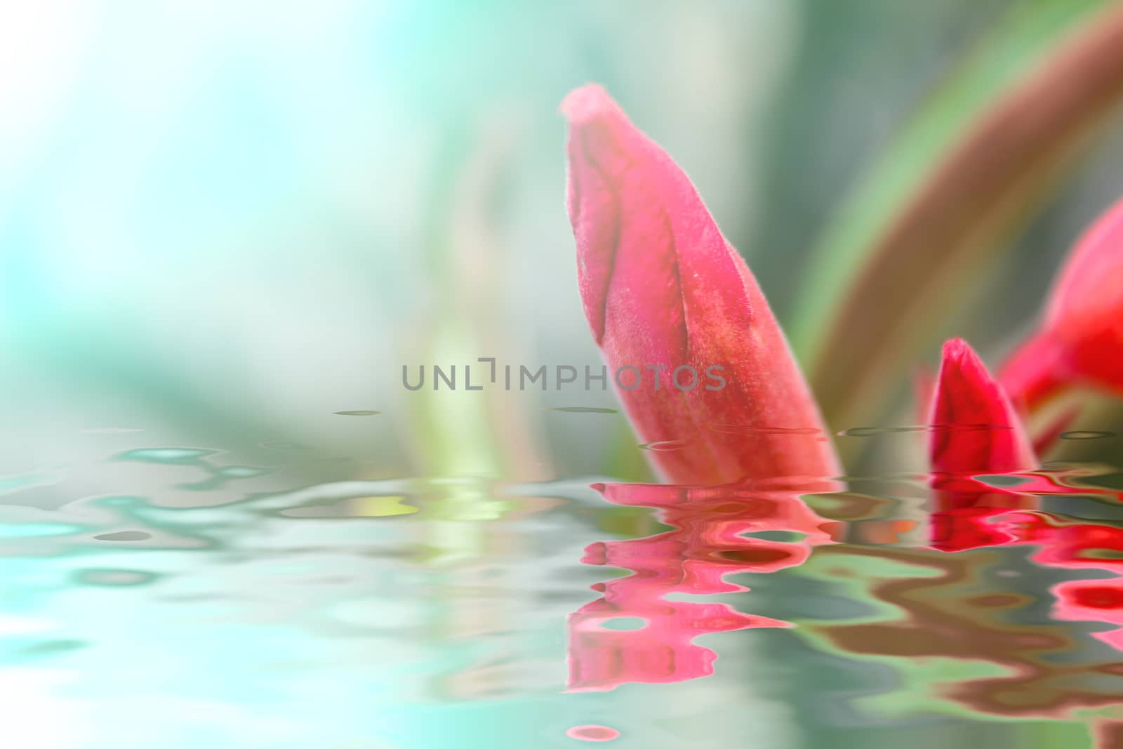 beautiful pink flowers in the garden 