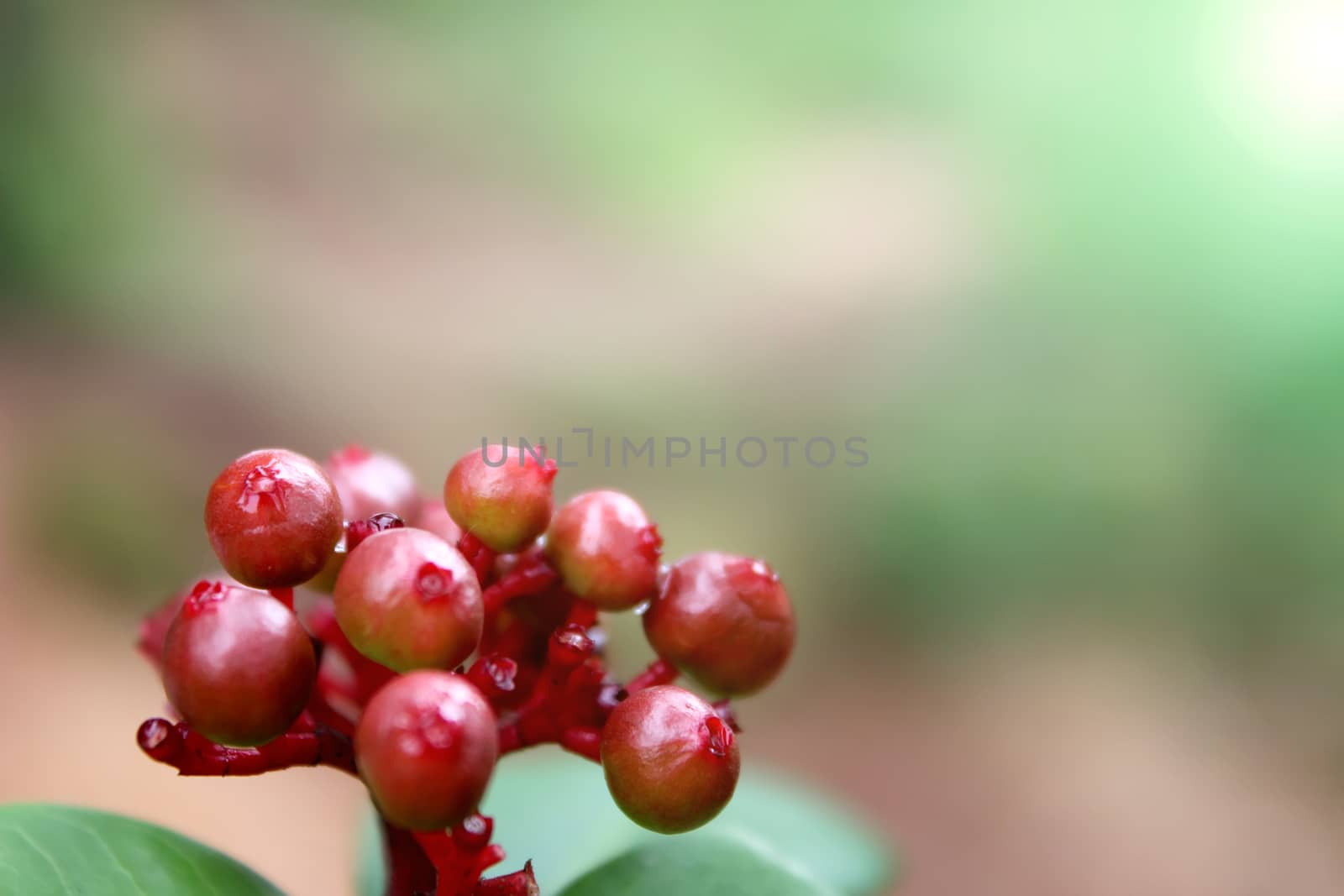 bunch of fruit