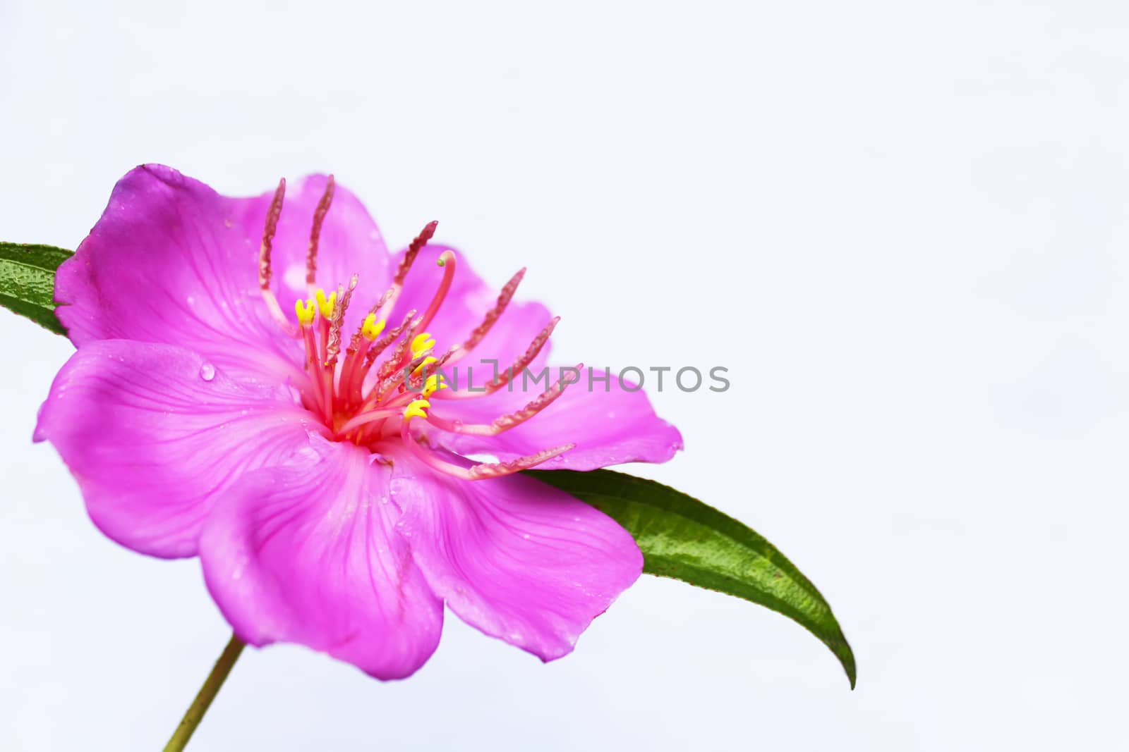 Pink  flower
