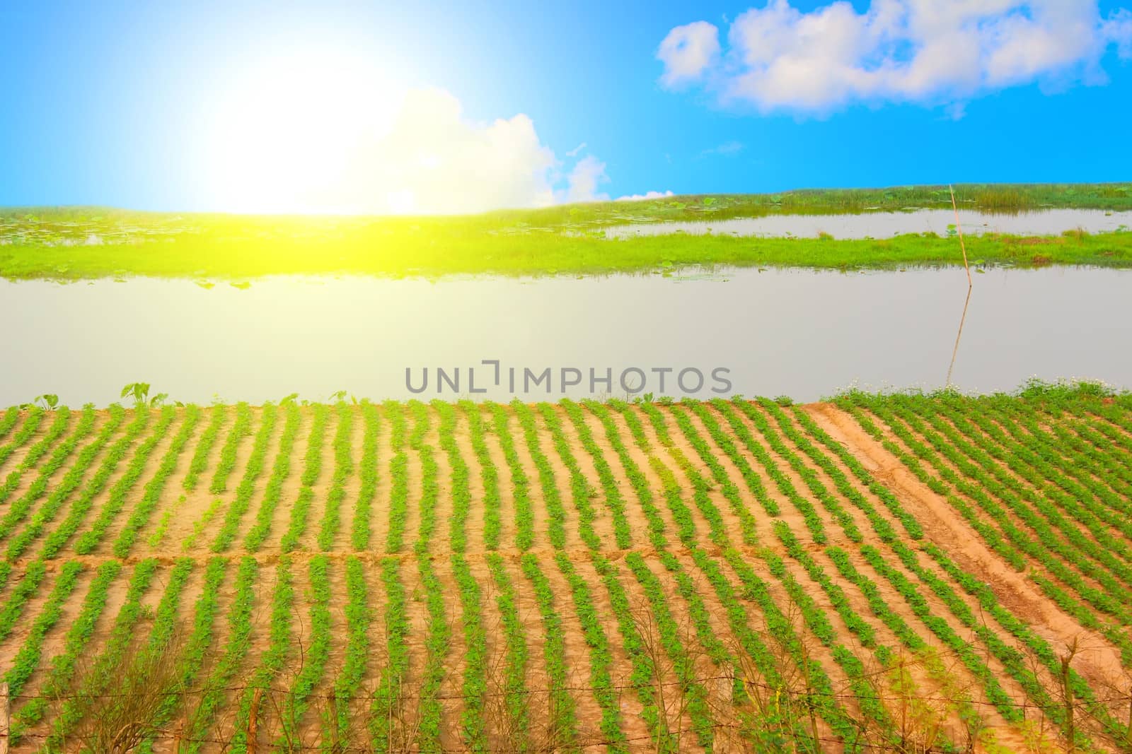 Green field under blue sky