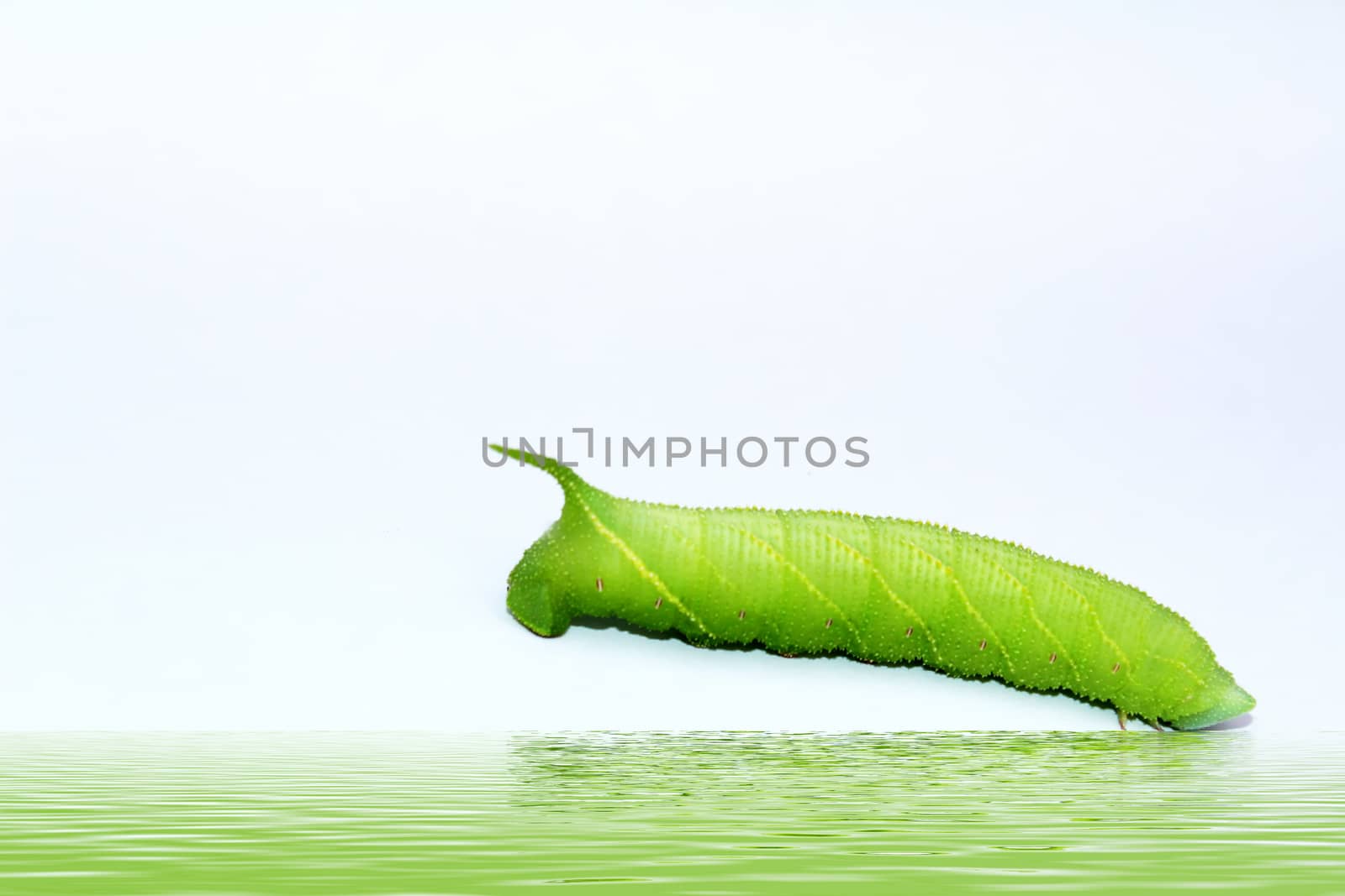 A close up of the green caterpillar