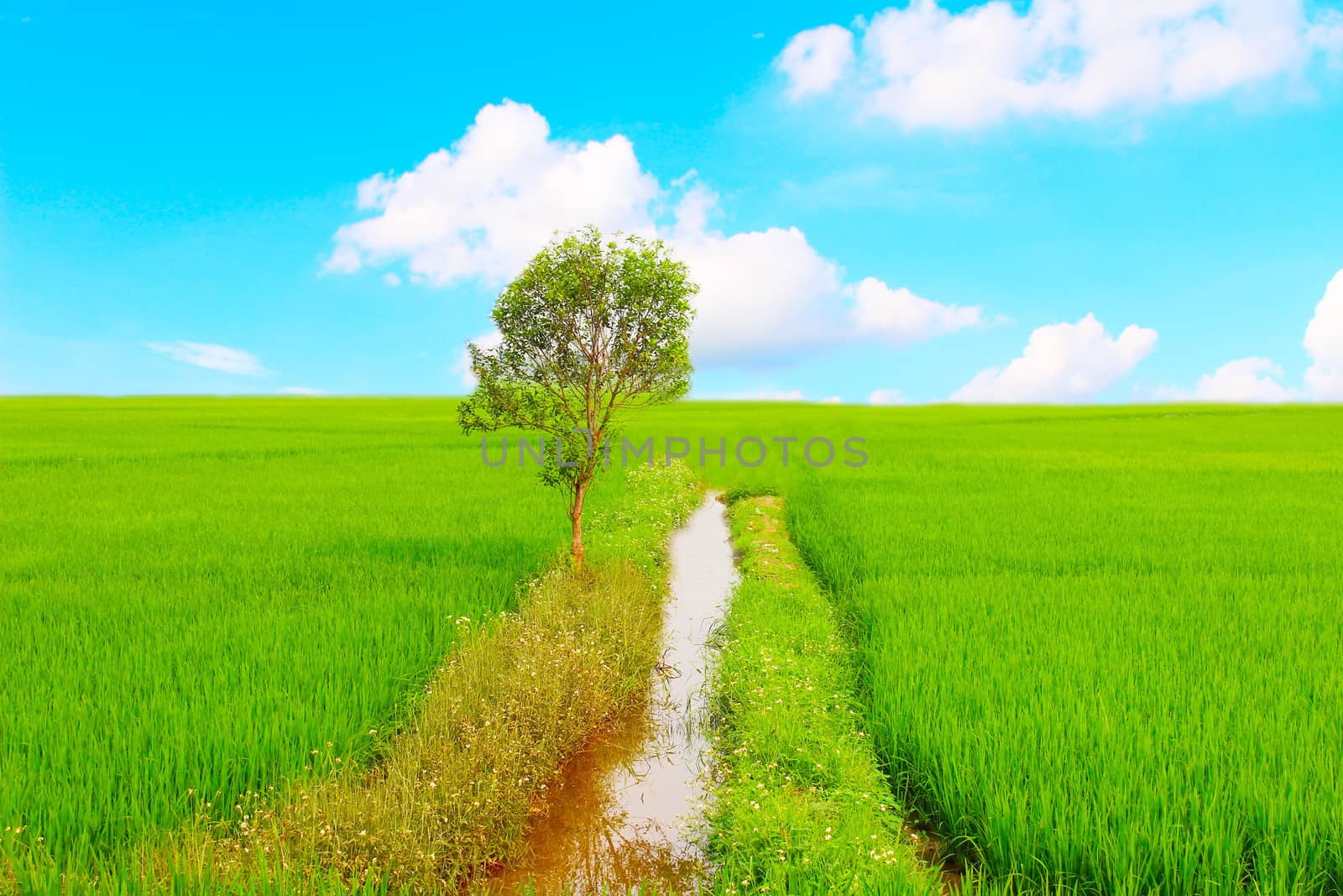 Green field under blue sky