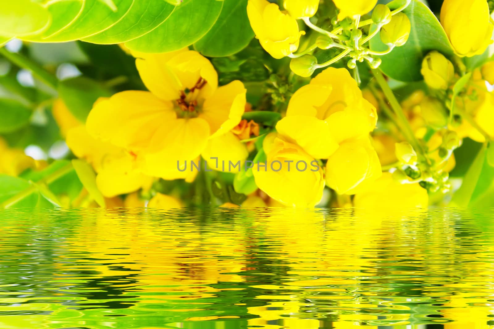 Beautiful yellow flowers