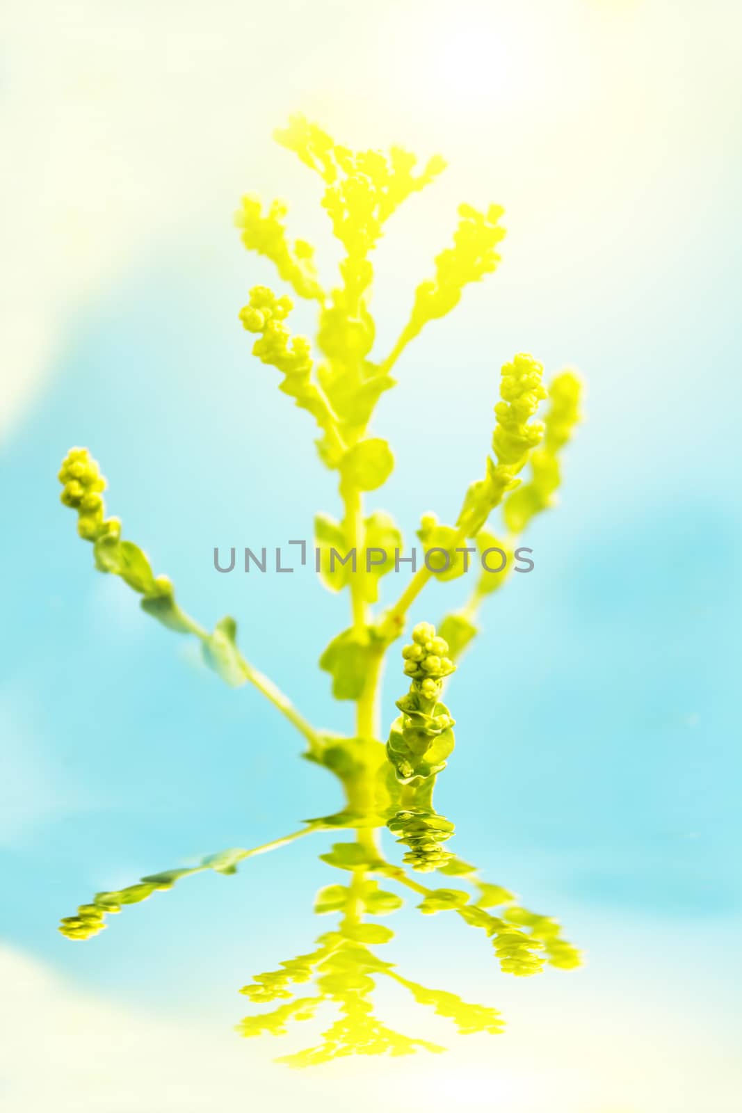 lettuce flowers