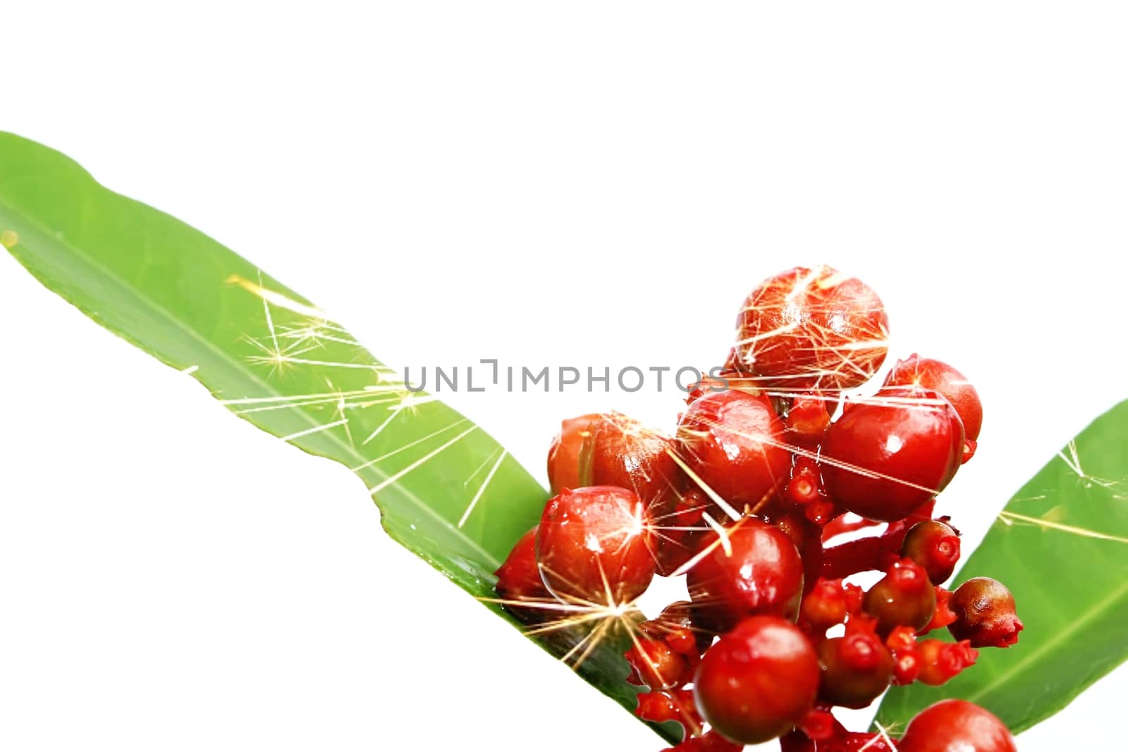 red wild fruit isolated on white 