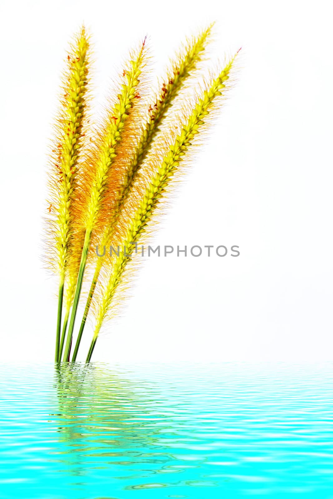 grass isolated on white background 