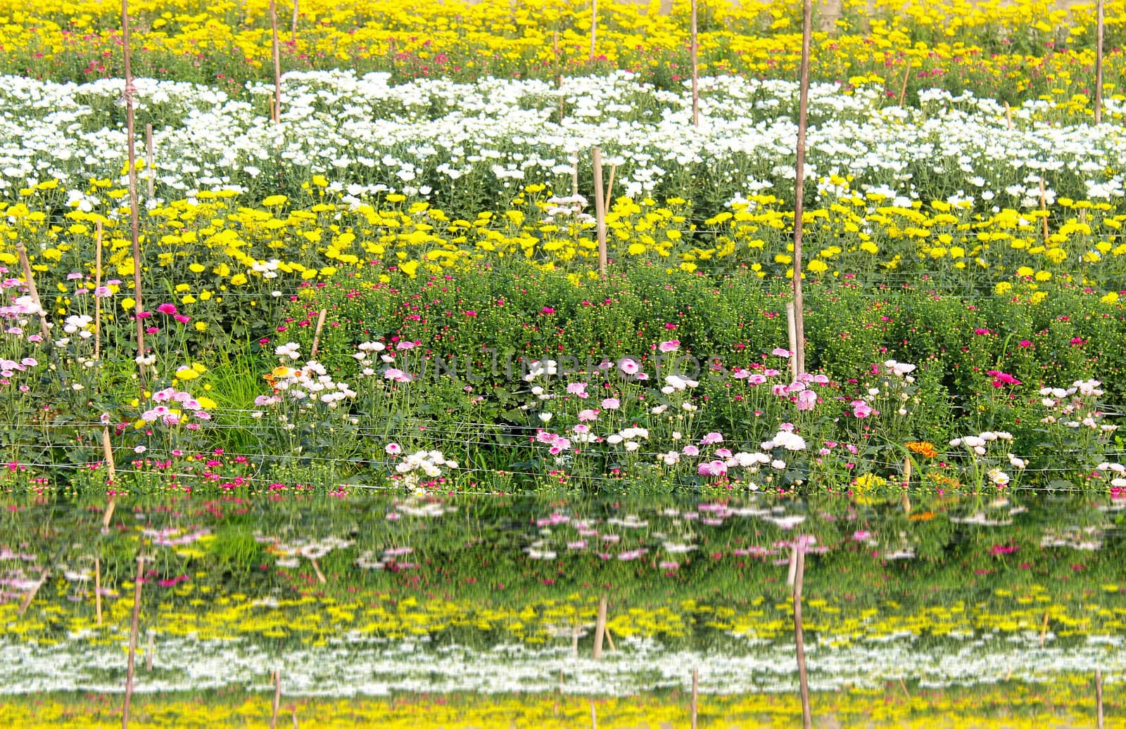 colorful spring flowers 