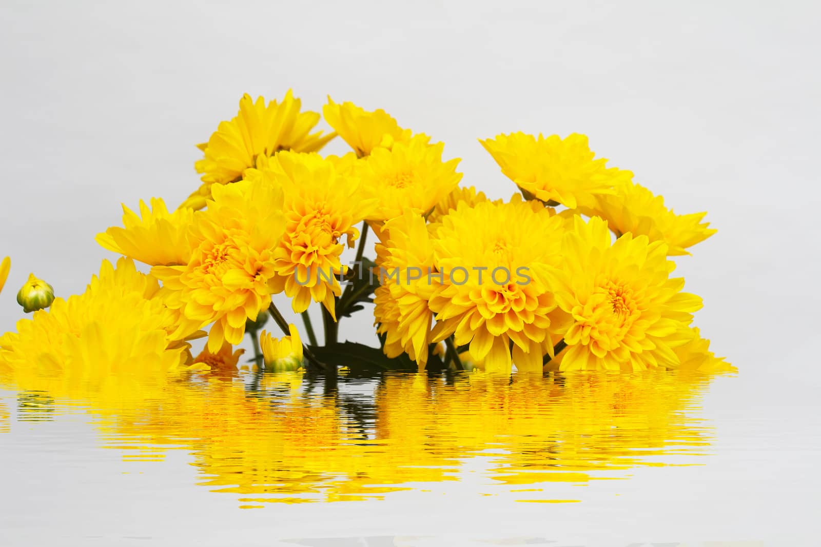 yellow flower isolated on white background by dinhngochung