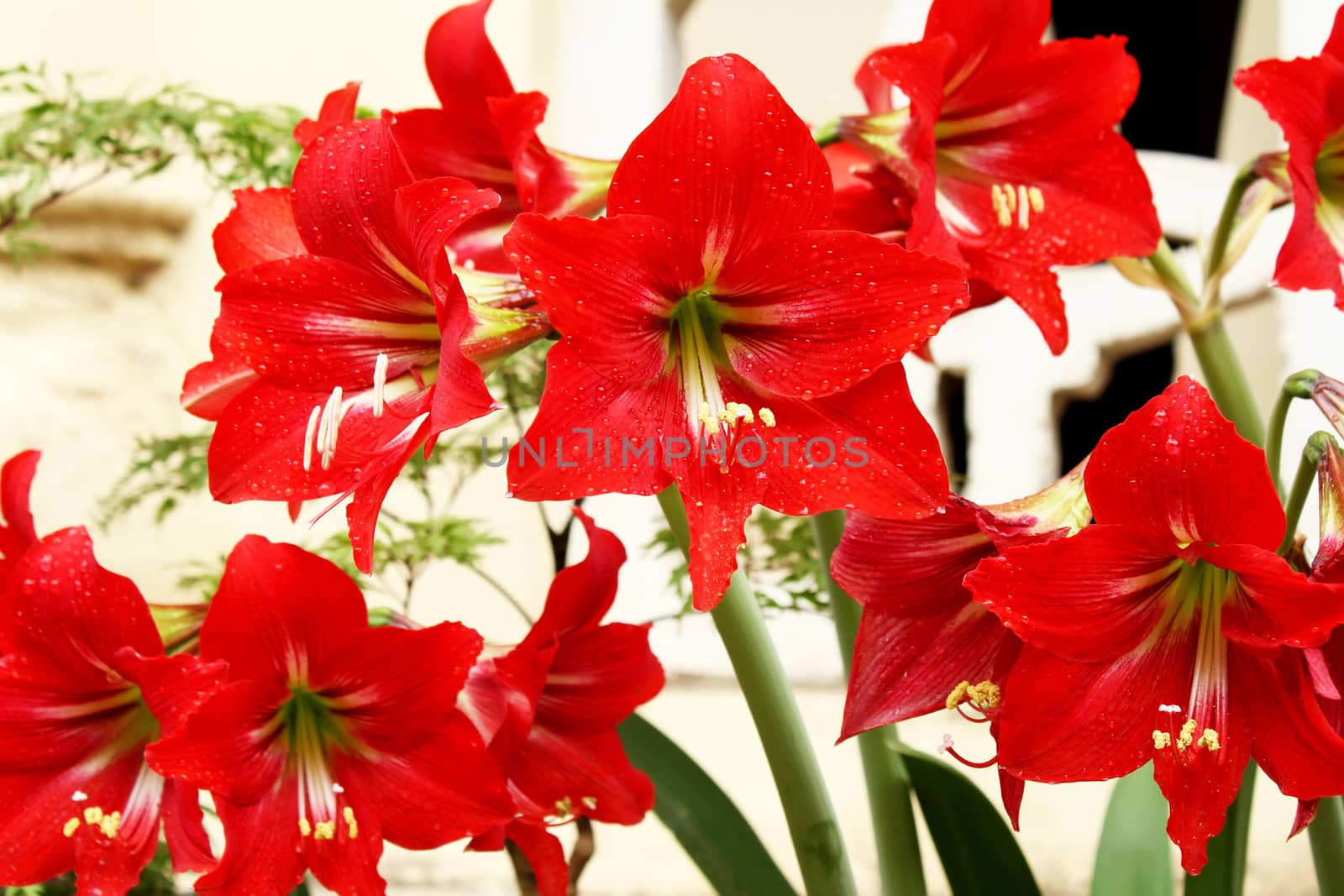 beautiful red lily 