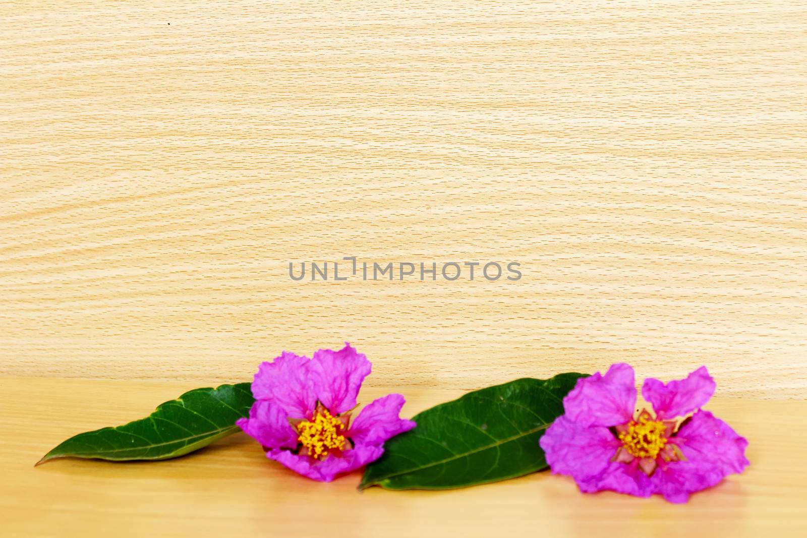 pink flowers on a wooden background by dinhngochung