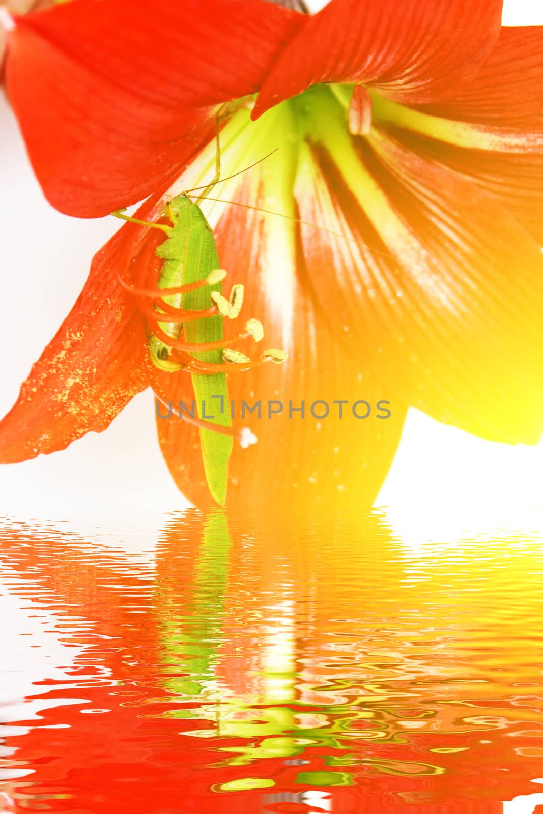 Macro photo of a grasshopper inside of a red lily 