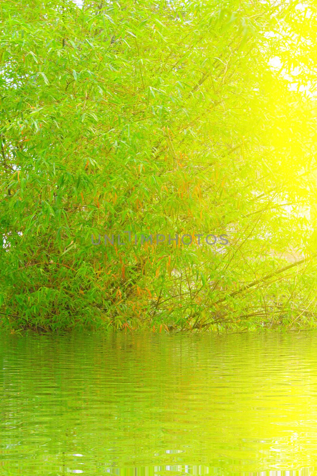 Green and Yellow Bamboo 