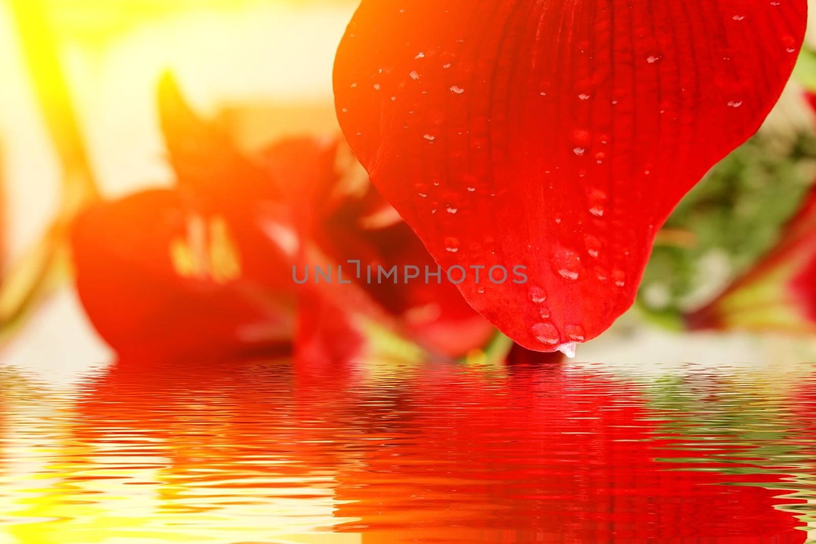 beautiful red lily 